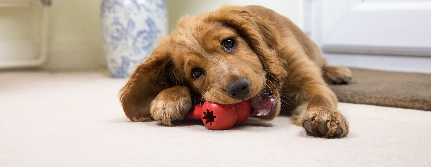 Dog playing cheap with toy